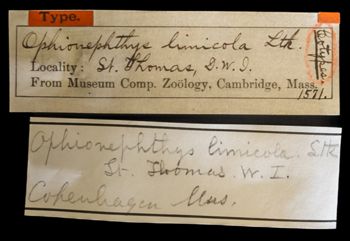 Media type: image;   Invertebrate Zoology OPH-1571 Description: Labels for this specimen included in the specimen tray.;  Aspect: labels